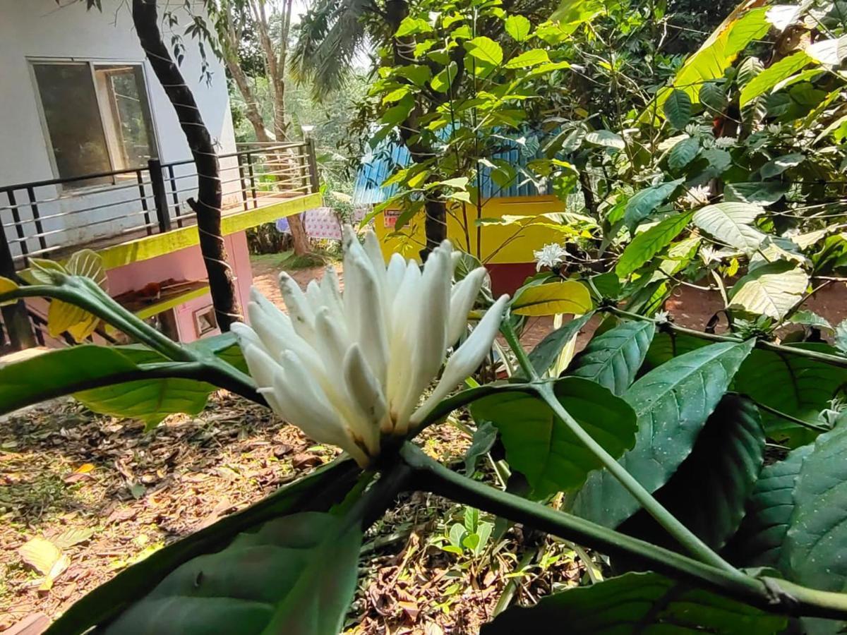 Green Land Estate Homestay 5 Rooms With Garden View Madikeri Zewnętrze zdjęcie